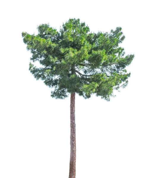 Високе Соснове Дерево Ізольовано Білому Тлі — стокове фото