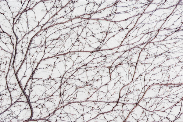 Tree branches without leaves.