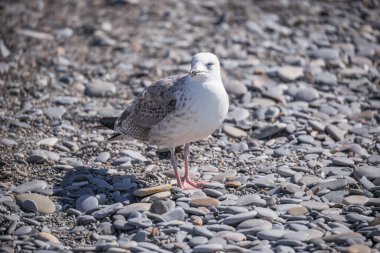 Martı akşam vakti deniz kıyısında yürür..