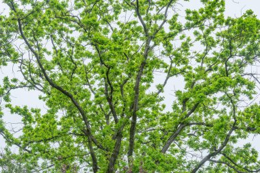 Gri arkaplanda ağaç dalları.