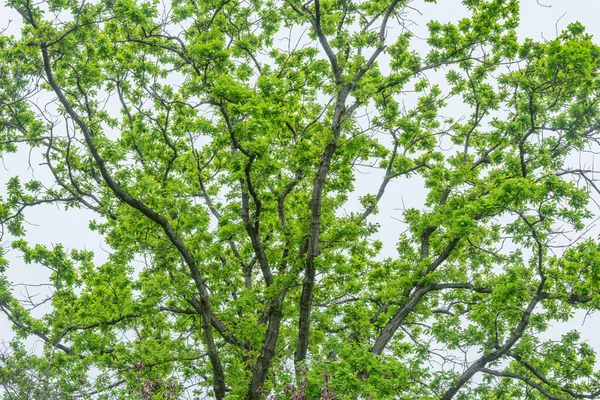 Ramas Árboles Fondo Gris Del Cielo — Foto de Stock