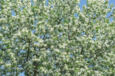 Çiçekli beyaz çiçekli elma dalları.