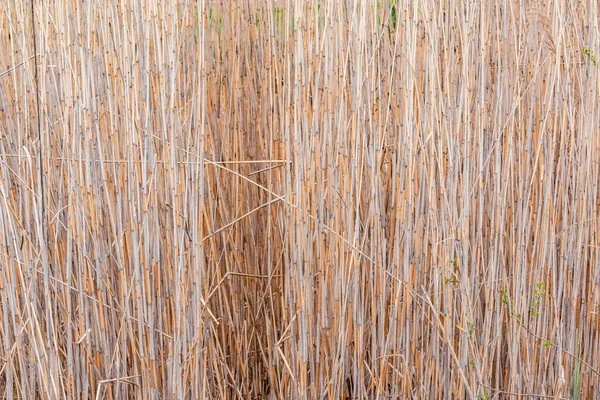 Dry plants background on the meadow. — Stock Photo, Image
