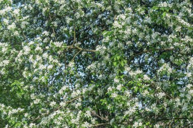Çiçekli beyaz çiçekli elma dalları.