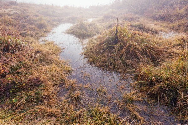 Kałuża Trawie Jesienią Rano — Zdjęcie stockowe