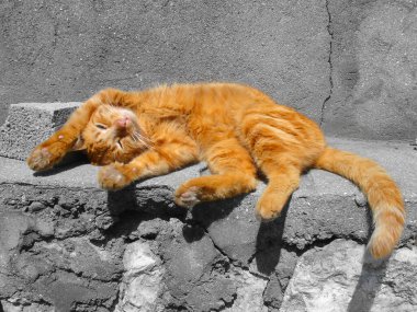 Uyuyan erkek kedinin görüntüsünü kapat.