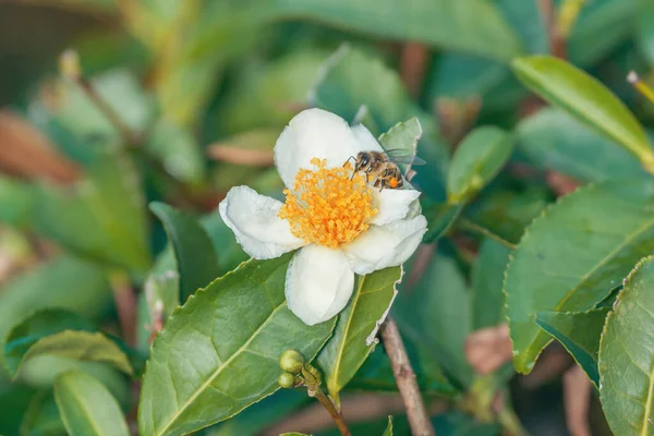 Bee Tea Flower Sunny Day — Stock Photo, Image