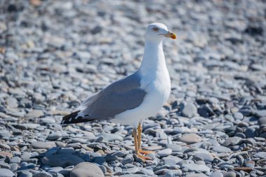 Martı akşam vakti deniz kıyısında yürür..
