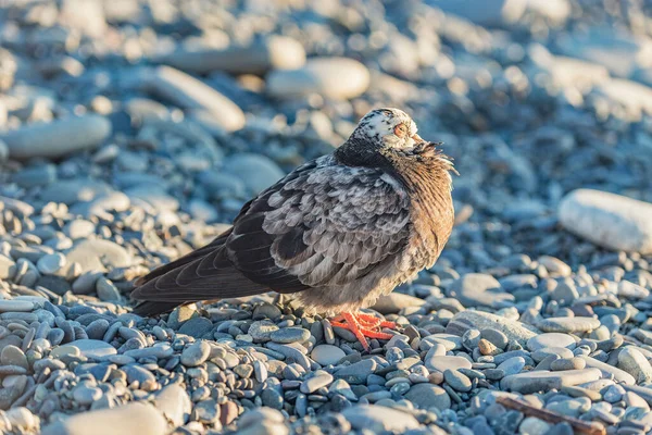 美丽的鸽子栖息在海滩的石子上 — 图库照片