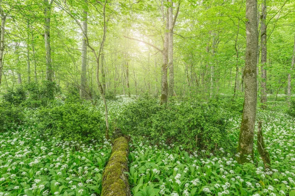 White flowers of the ramsons or wild garlic. — Stock Photo, Image