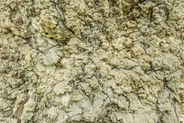 Textura Colorida Corteza Árbol Superficie Del Tronco Del Árbol Viejo —  Fotos de Stock