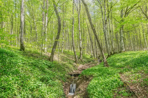 Fleurs Blanches Des Ramsons Ail Sauvage Dans Forêt Profonde — Photo