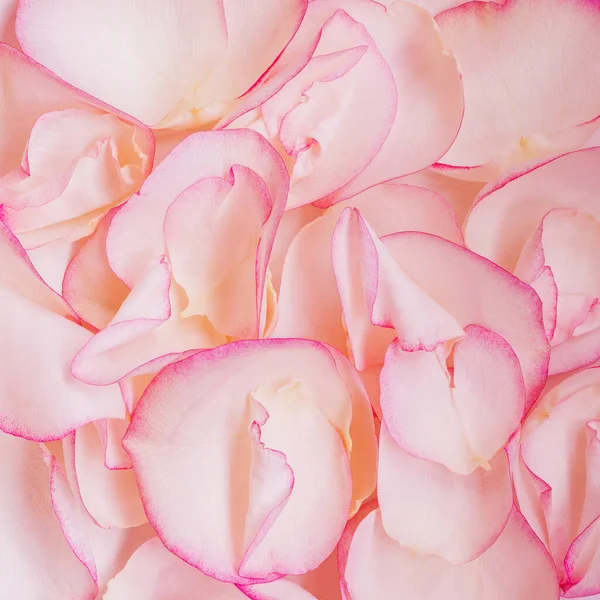 バラのカラフルな花びら 自然のカラフルな背景 — ストック写真