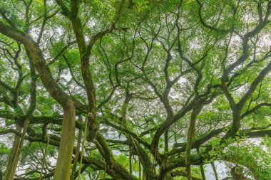 İnanılmaz Banyan Ağacı dalları. Şehir parkı. Yangshuo. Çin.