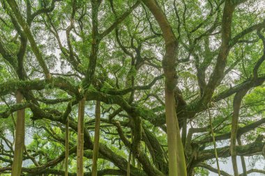 İnanılmaz Banyan Ağacı dalları. Şehir parkı. Yangshuo. Çin.