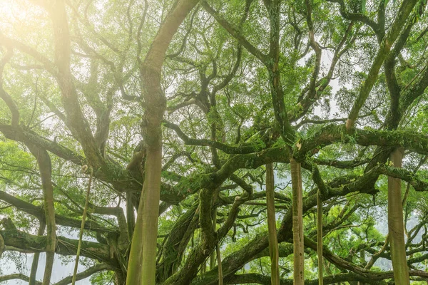 Niesamowite Gałęzie Banyan Tree Miejski Park Jestem Yangshuo Chiny — Zdjęcie stockowe
