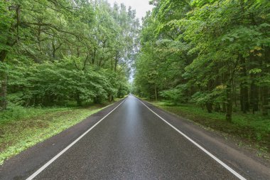 Yağmurdan sonra ormanda ıslak asfalt yol.
