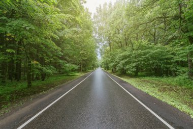 Yağmurdan sonra ormanda ıslak asfalt yol.