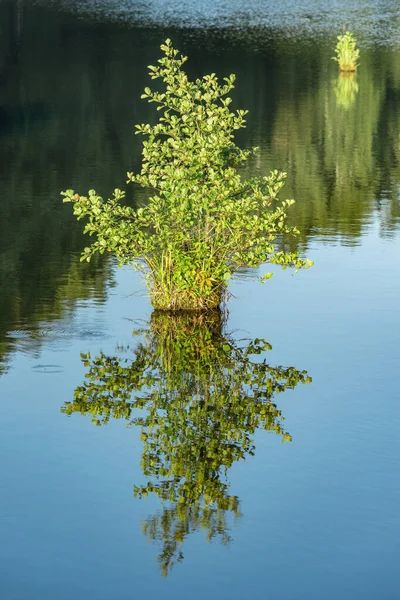 Bouleau Herbe Sur Petite Île Dessus Surface Lac Forestier — Photo