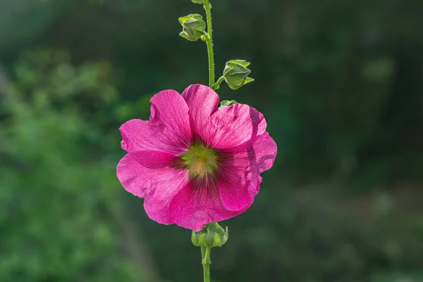 Uma Flor Rosa Jardim Pôr Sol — Fotografia de Stock