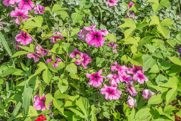 Flores Rosadas Jardín Hora Del Día Soleado —  Fotos de Stock