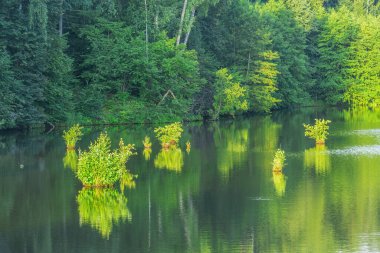 Orman gölü yüzeyindeki küçük adalarda huş ağaçları ve otlar..
