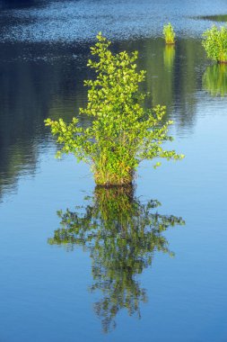 Orman gölü yüzeyinin üzerindeki küçük adada huş ağacı ve çimenler..