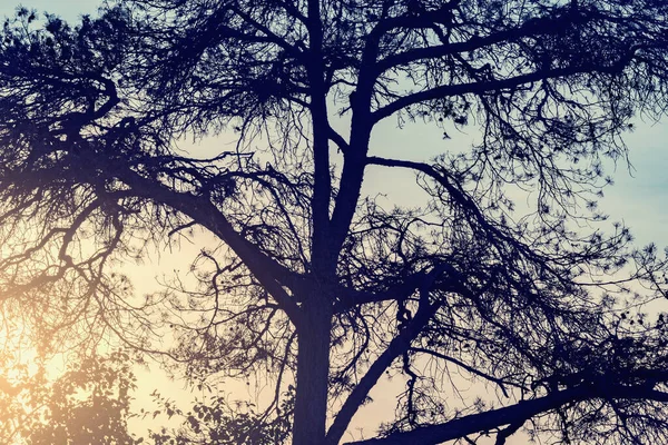 Hoge Pijnboom Takken Zonsondergang Hemel Achtergrond — Stockfoto
