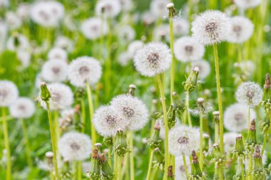 Günbatımı zaman çayır karahindiba çiçekler.