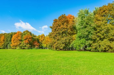 Sonbaharda güneşli bir günde şehir parkında çimlerin yanındaki renkli ağaçlar..