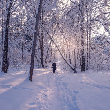 Genç bir kadın soğuk günbatımında kış ormanlarında yürüyor..