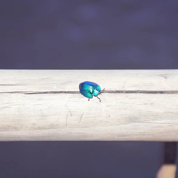 Kleine Kever Het Houten Hek Bij Het Tropische Bos — Stockfoto