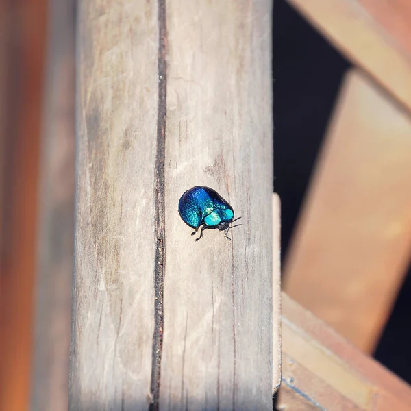 Tiny Beetle Wooden Fence Tropical Forest Argentina — Stock Photo, Image