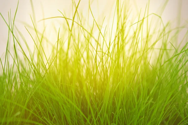 Green grass on the meadow. — Stock Photo, Image