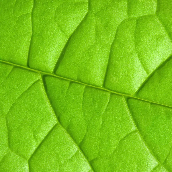 Grüne Blatttextur. — Stockfoto