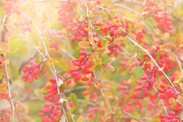 Close up of the barberry. — Stock Photo, Image