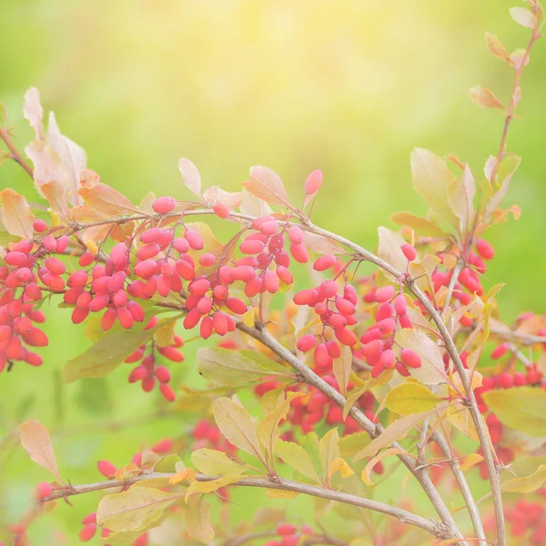Close up of the barberry. — Stock Photo, Image
