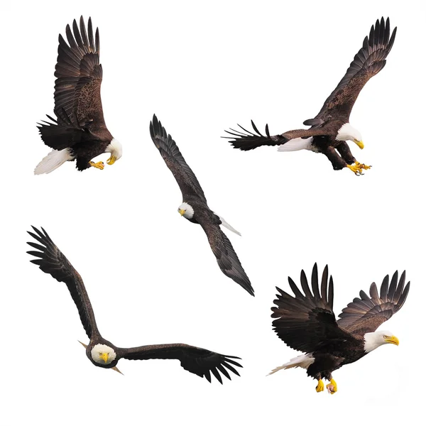 Bald eagles. — Zdjęcie stockowe