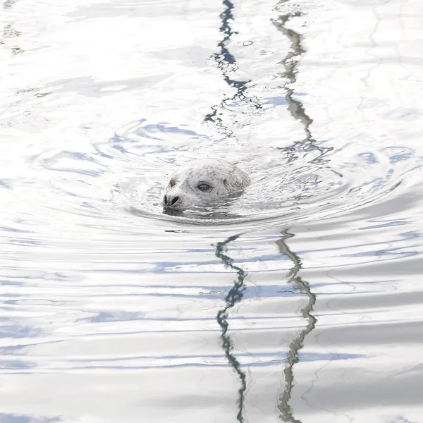 Head of the seal. — Stock Photo, Image