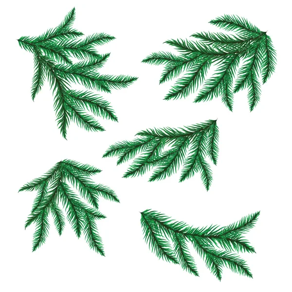 Pine branch isolated on white. — Stock Vector