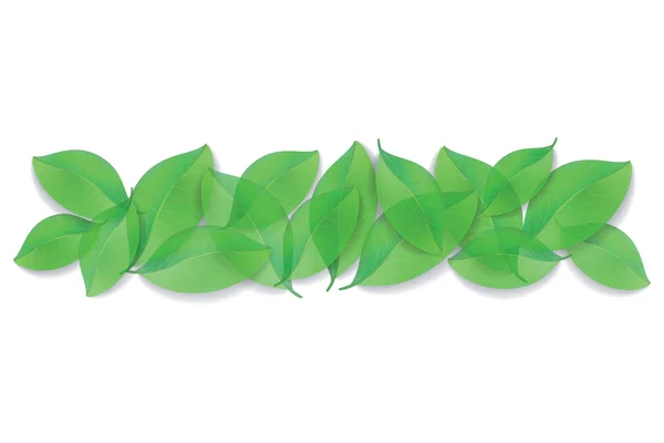 Green leaves close-up on white background. — Stock Vector