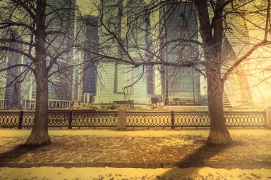 Eski parkının ağaçları.