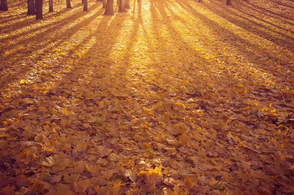 Maple leaves on the ground. — Stock Photo, Image