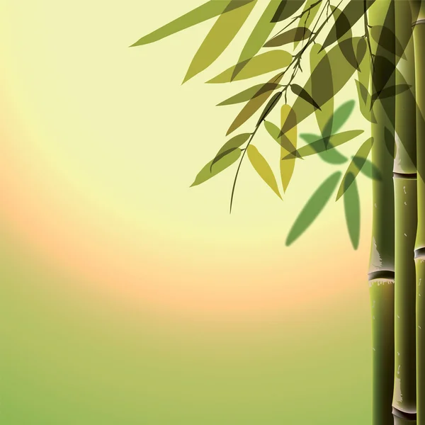 Bamboo trees and leaves at sunset time. — Stock Vector