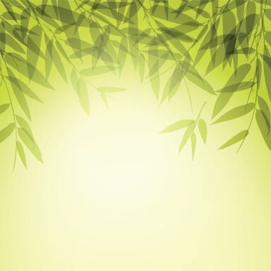 Bambu ağaçları ve günbatımı zaman yaprakları. 