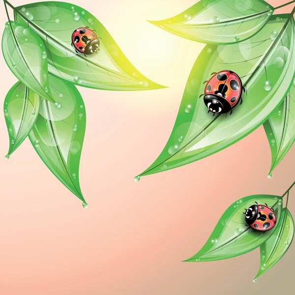 Yağmurdan sonra yeşil yaprakların üzerine kırmızı ladybugs. — Stok Vektör