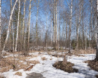 ormandaki erken Bahar