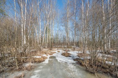 ormandaki erken Bahar