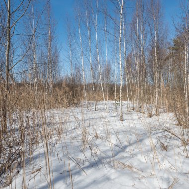 ormandaki erken Bahar.