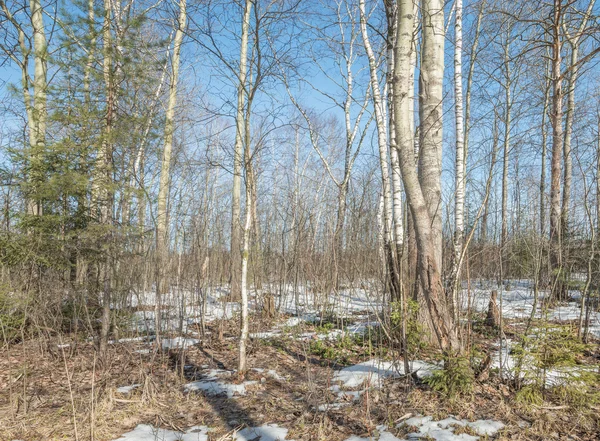 Au début du printemps dans la forêt . — Photo